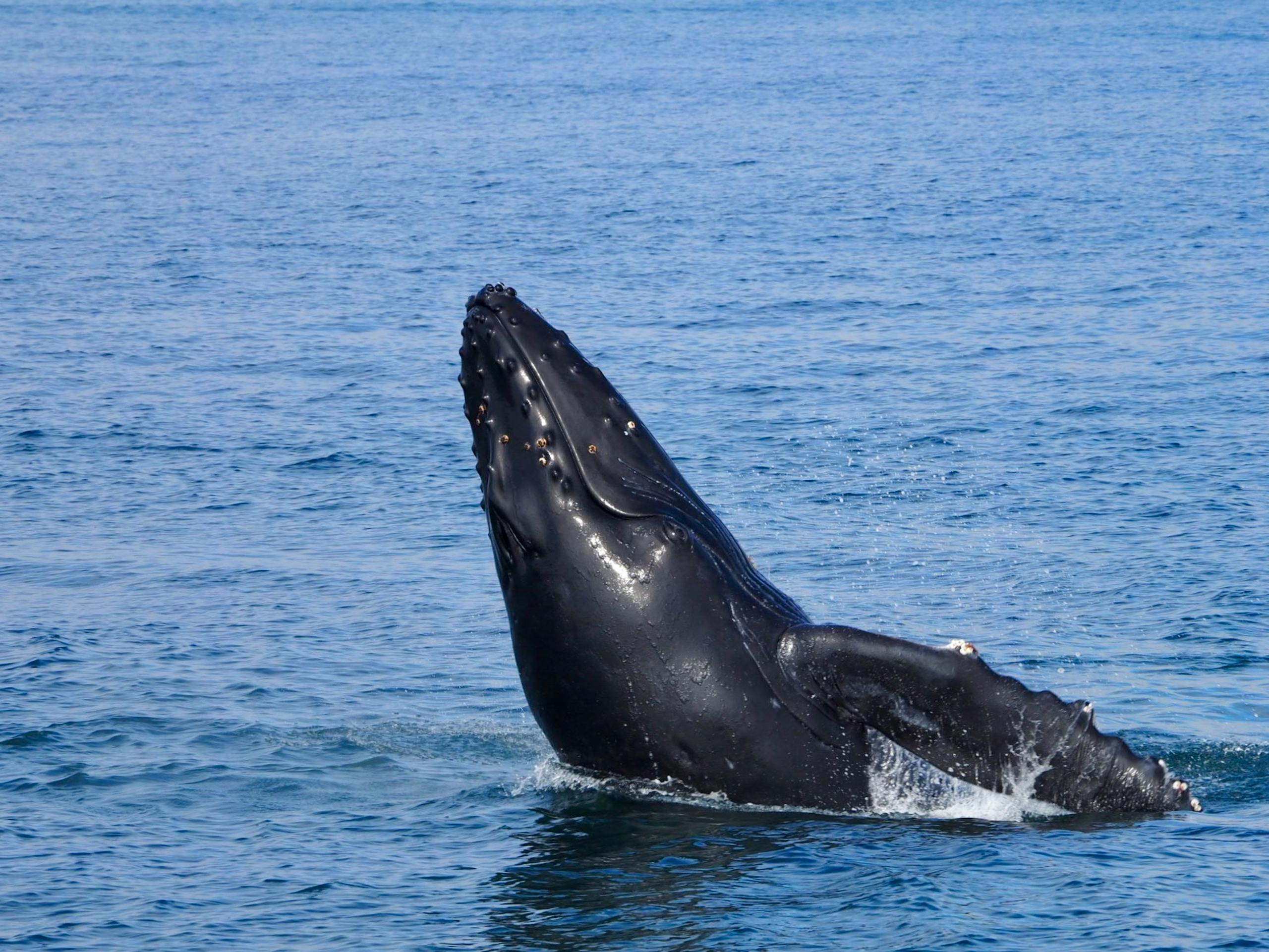 Alaska cruises — cruise travel advisor Simply Adventurous Travel