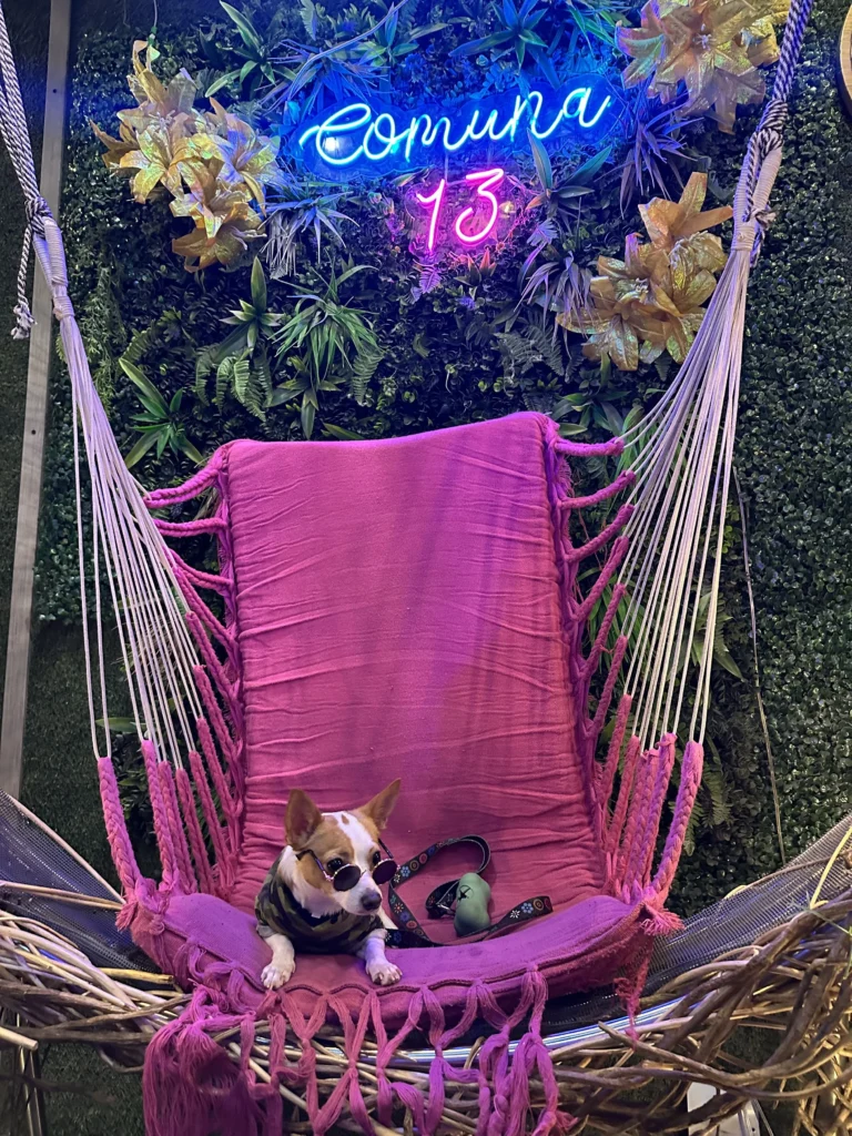Small dog wearing sunglasses posing in a pink hammock chair beneath a neon Comuna 13 sign in Medellín